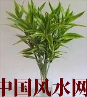 揭阳十二生肖养什么植物最旺财运？你知道吗！