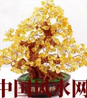 揭阳买了招财植物却不能发财，是方位摆错了！